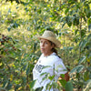 Pacamara La Gloria