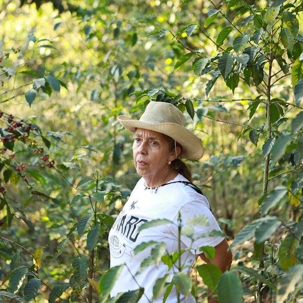 Pacamara La Gloria
