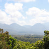 Pacamara La Gloria