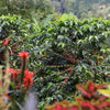 Juliana Guevara Java