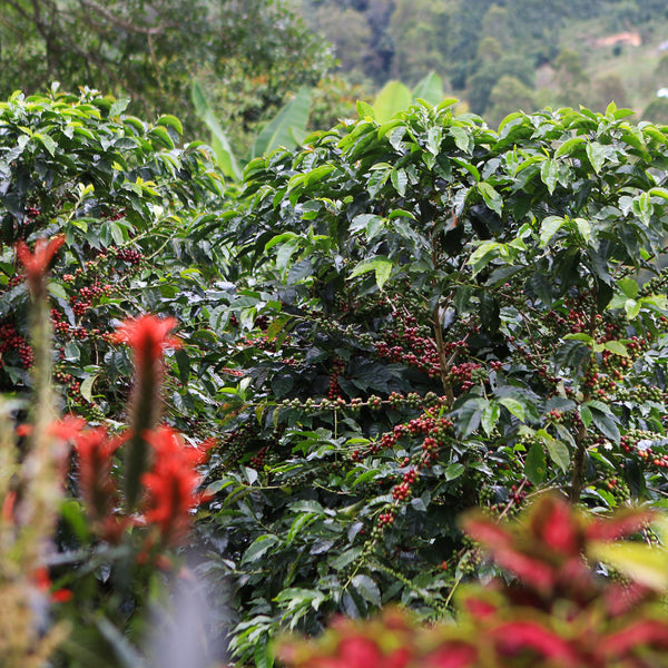 Juliana Guevara Java