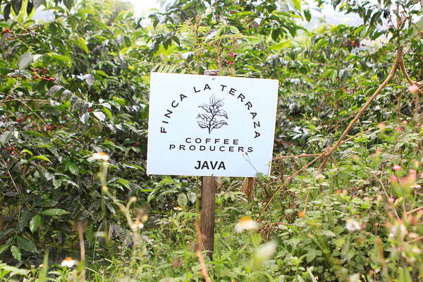 Juliana Guevara Java