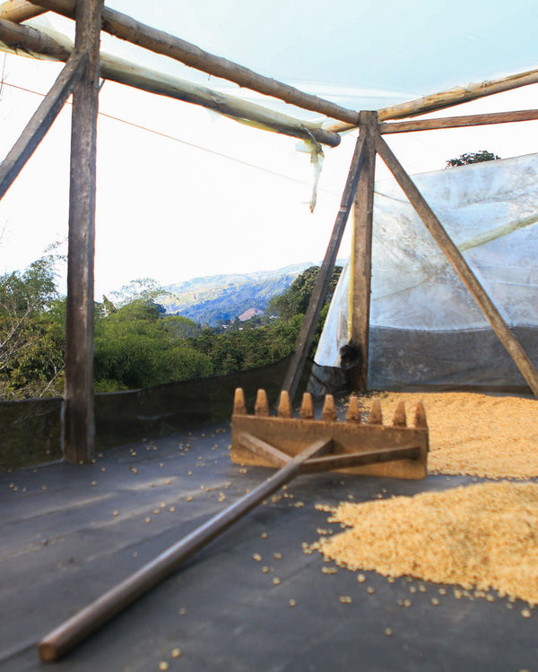 Alirio Muñoz Ortega (WS)